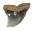 Fossil Hemipristis Shark Tooth - Maryland #42546-1